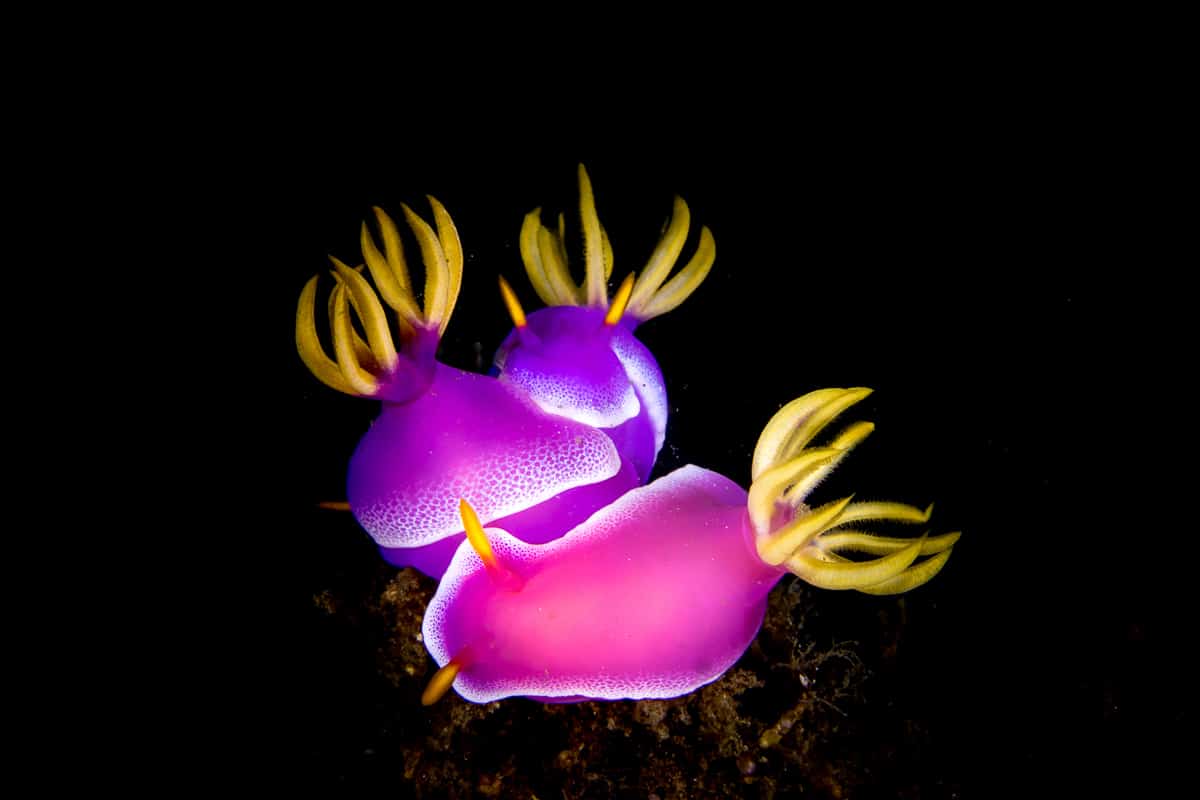 lembeh resort