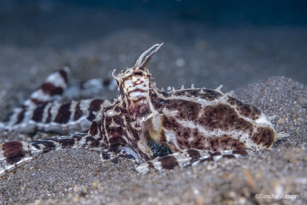 mantashrimp