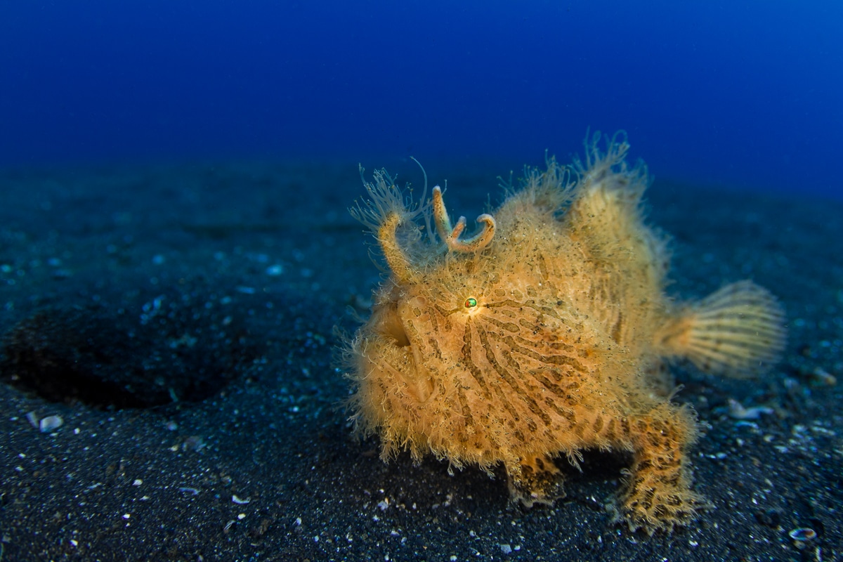 lembeh