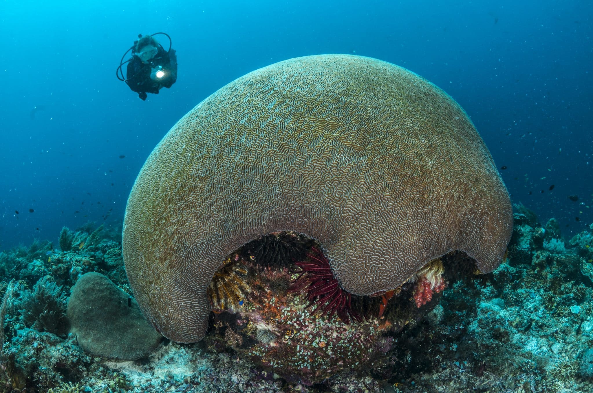 Raja Ampat