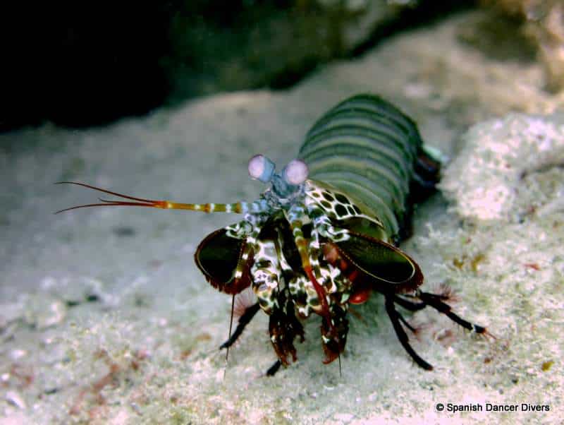 mantashrimp