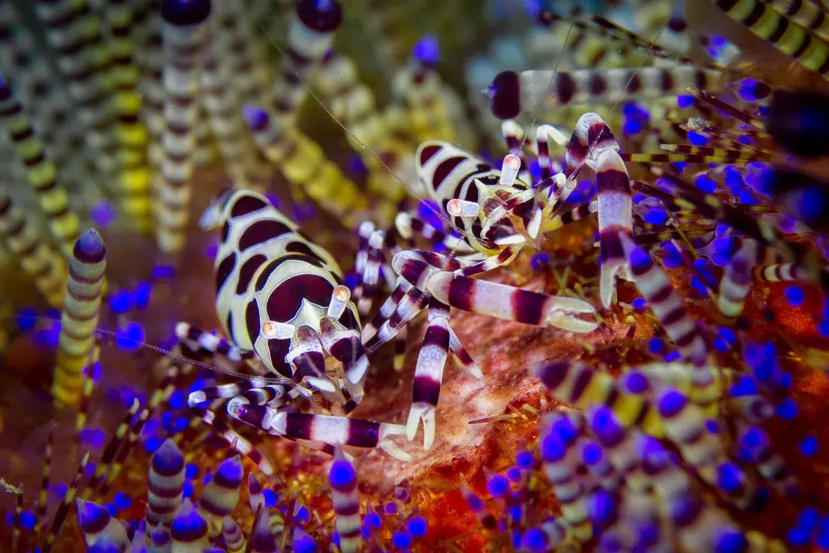 Lembeh sundet
