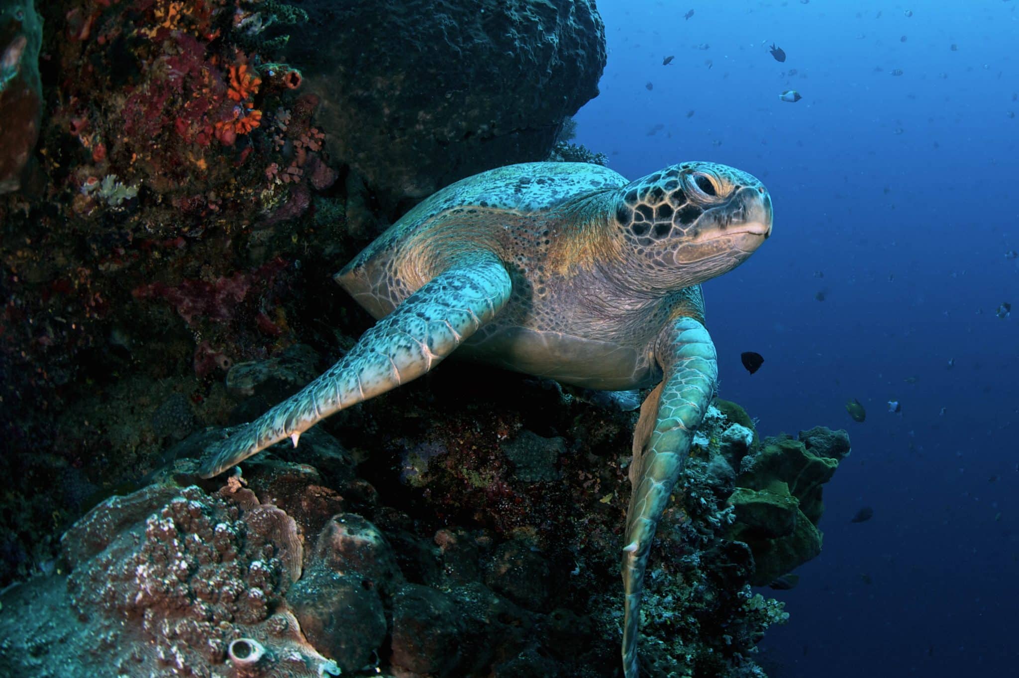 Bunaken nationalpark