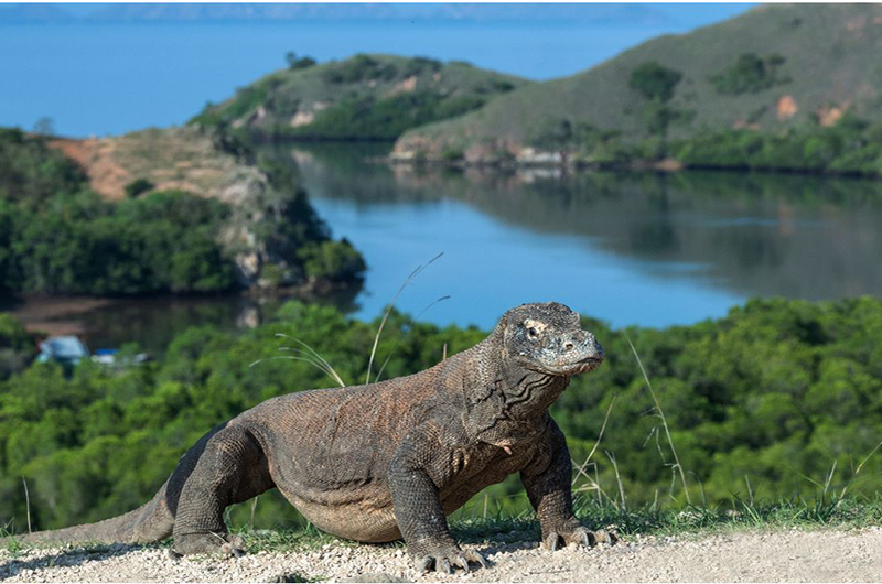 Komodo island